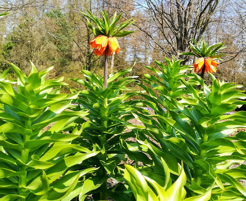 Szachownica cesarska, cesarska korona (Fritillaria imperialis L.) 